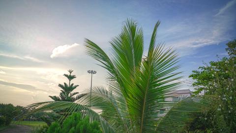 Tropical Palm Leaves Under a Serene Sky